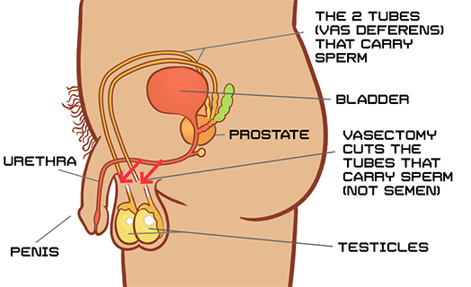 Male Reproductive organs diagram